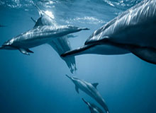 星空体育下载：掌心里的体育世界，随时随地观赛